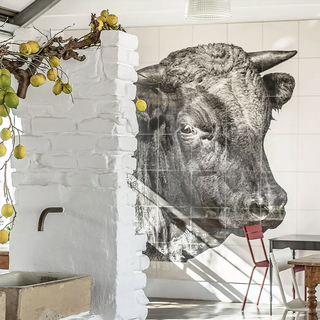 Africa's Nguni cow