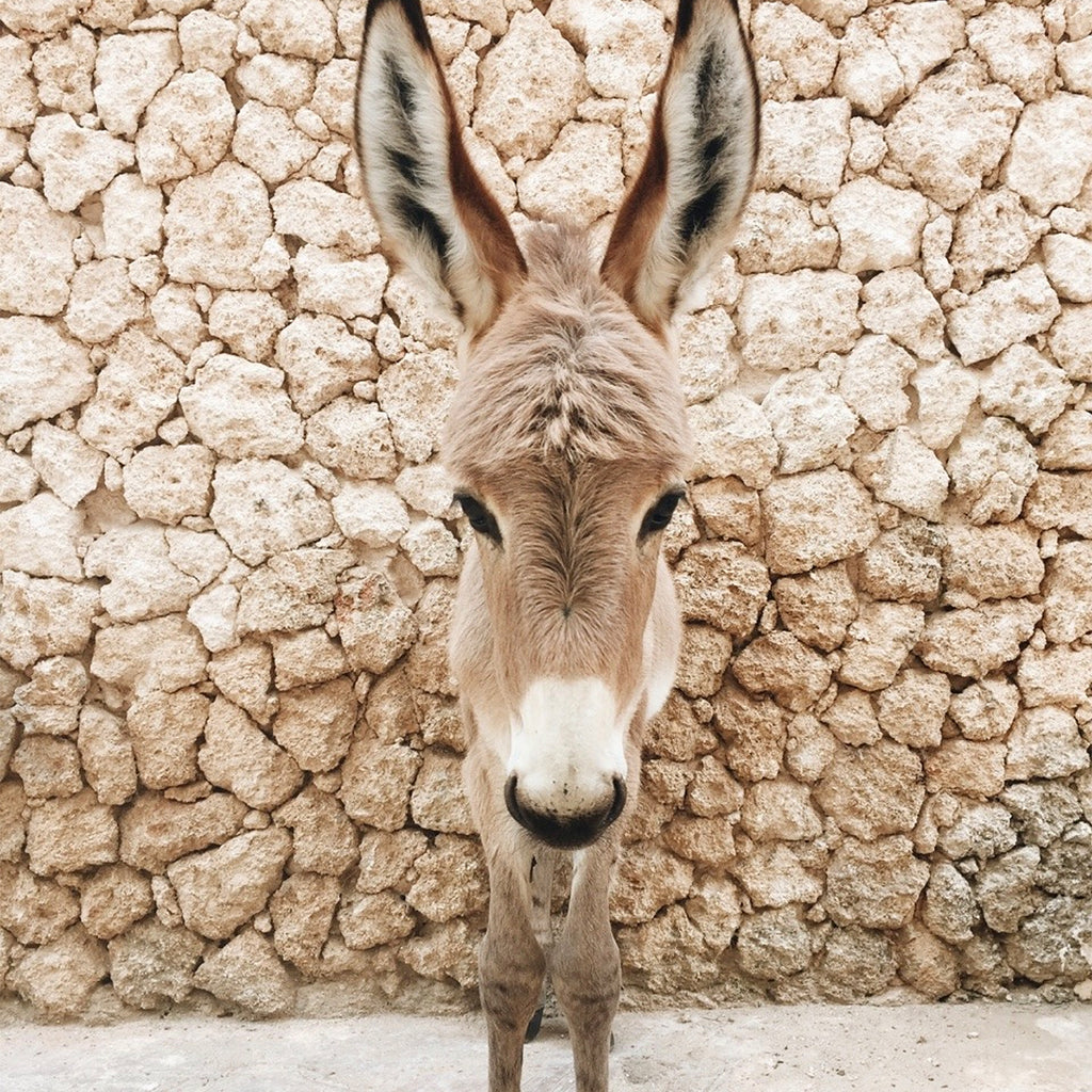 Donkeys of Lamu