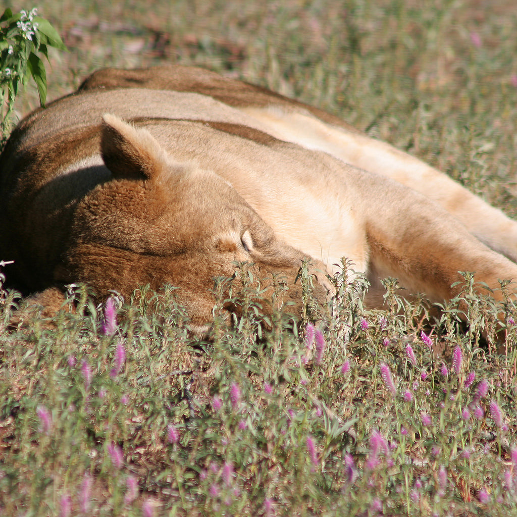 Queen of the jungle