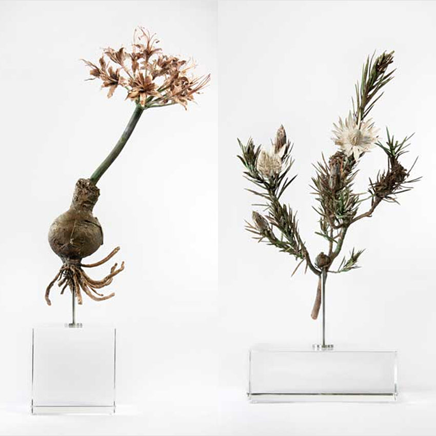 Botanical fossil sculptures
