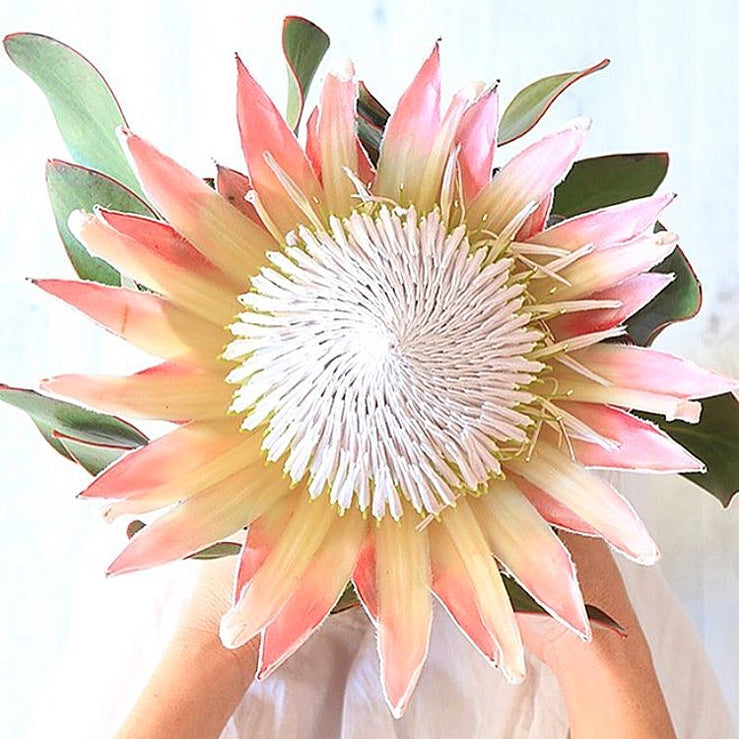 Pretty protea