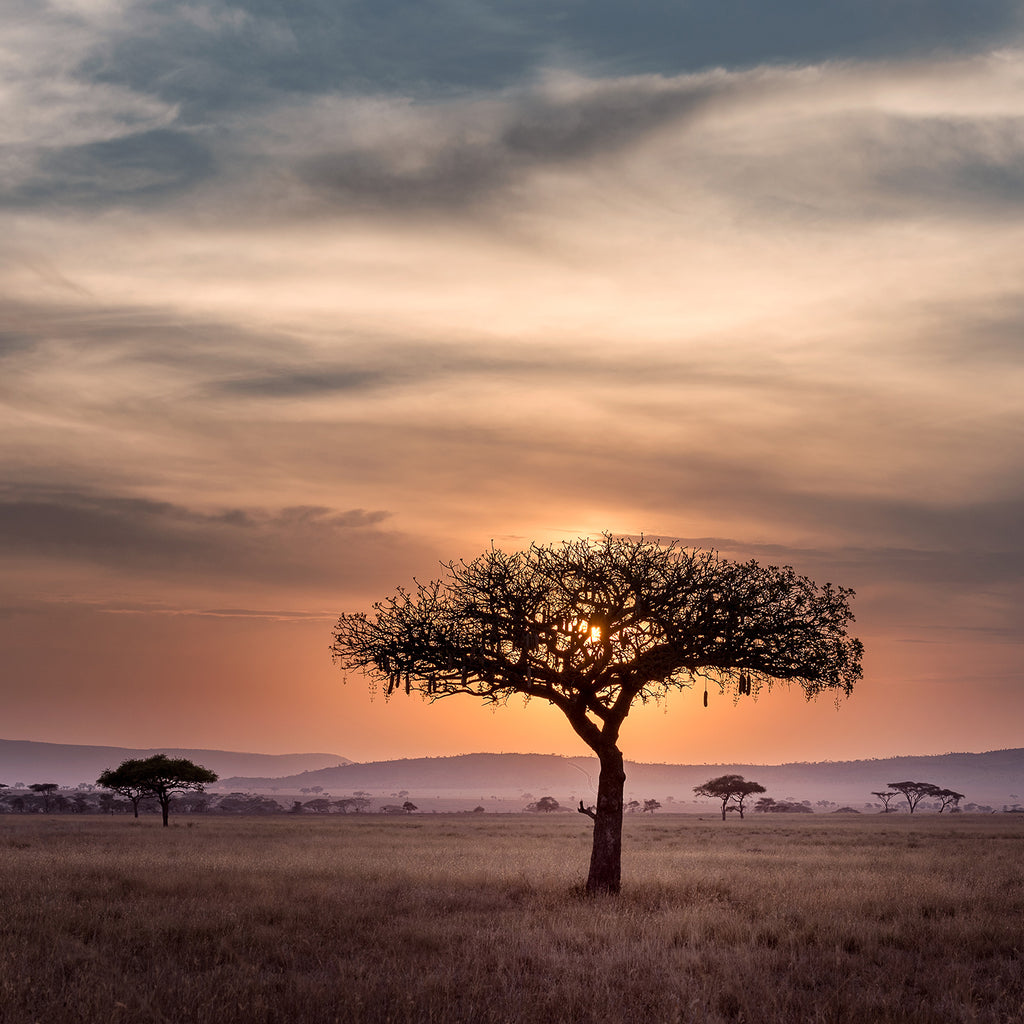 Goodbye to our Safari Store